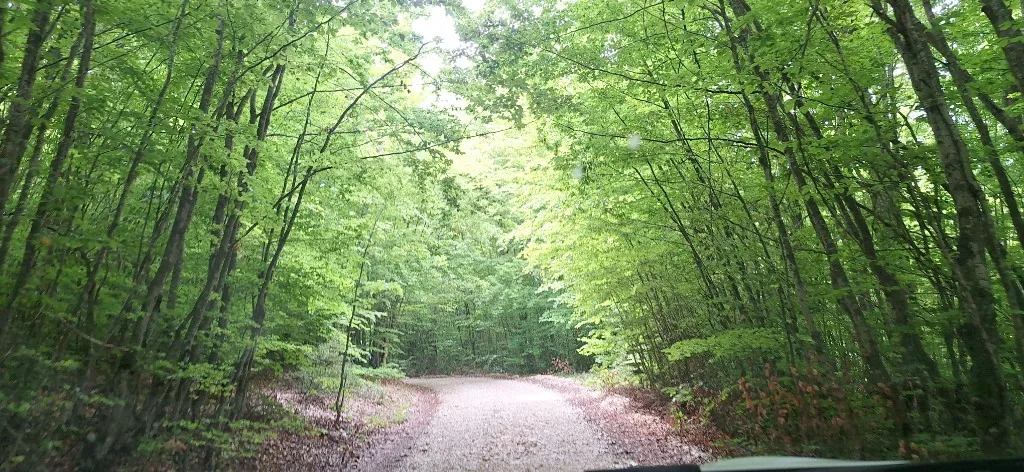 Forest road near Fushë Studën
